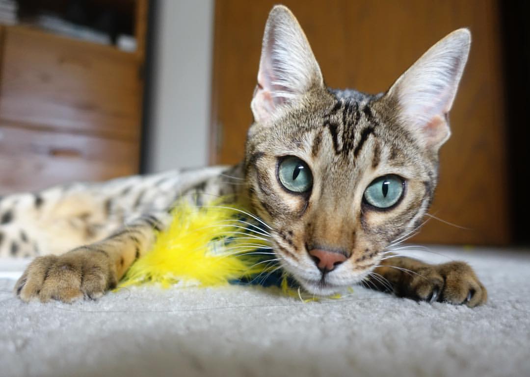 身高2米24，却像后卫一样打球，文班亚马的奇幻之夜与火箭的团队宣言