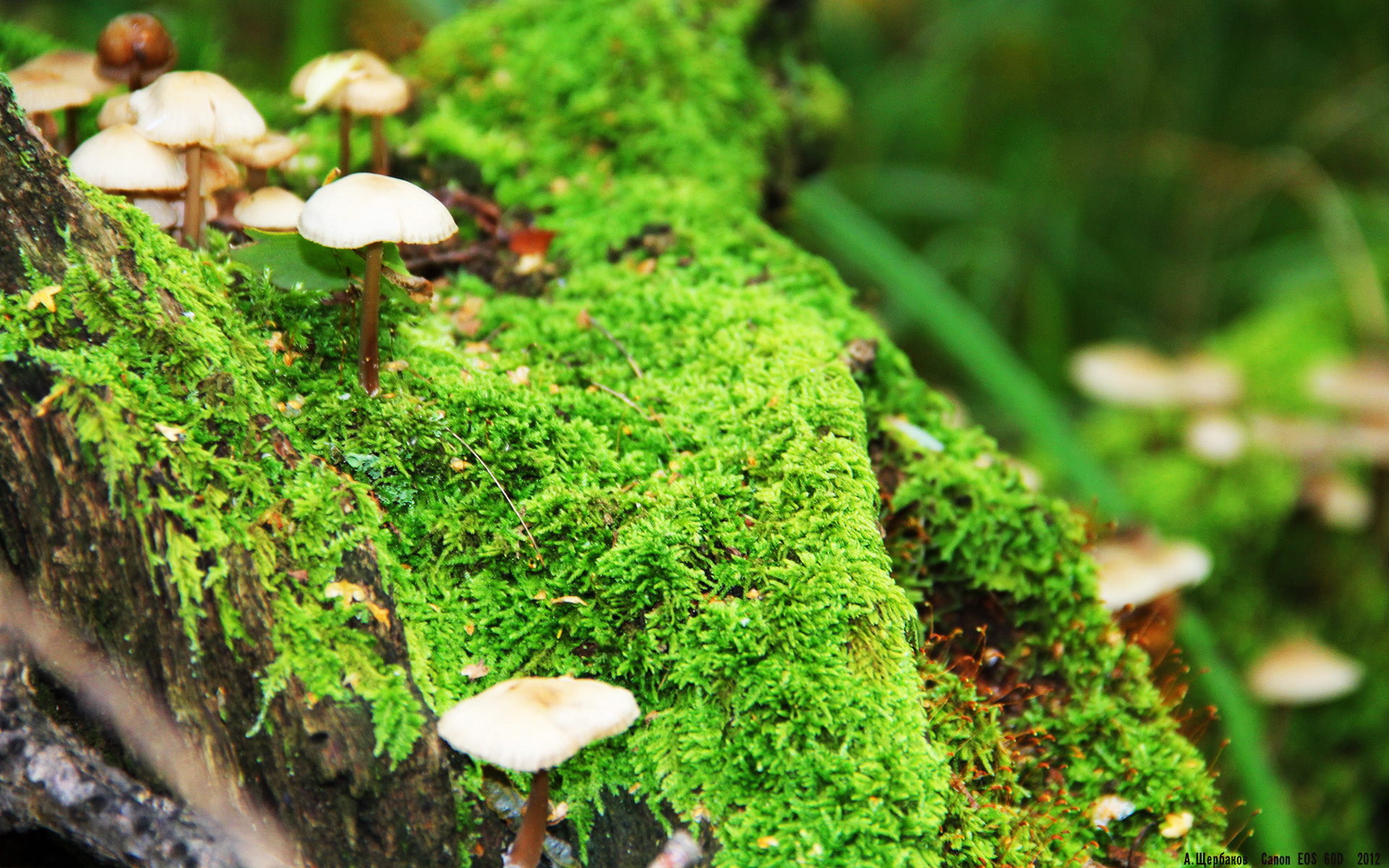 赛道与绿茵,当F1争冠战火遇见希腊神话重演