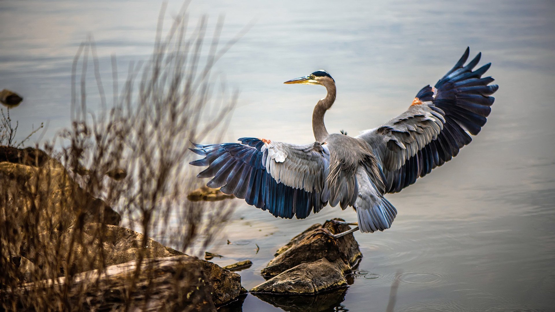 凯塞多一锤定音，里昂战术铁幕窒息多特蒙德