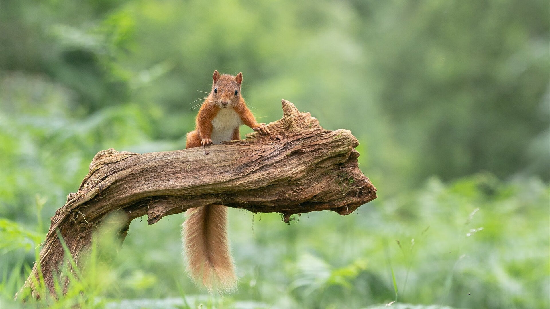 亚洲飓风遇德意志铁蹄,久保建英爆发与拜仁火力压制AC米兰的双重奏