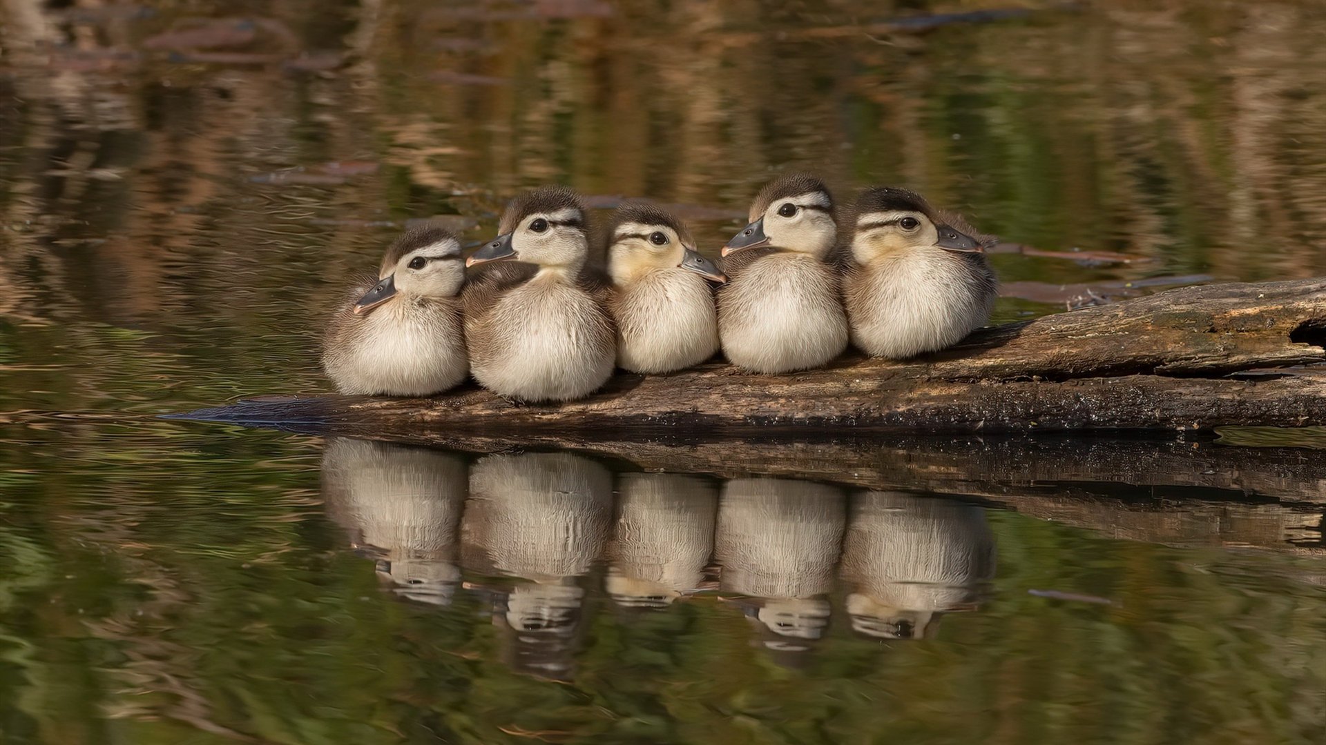 逆流而上的意志,京多安的关键先生时刻,南非如何冲垮日本