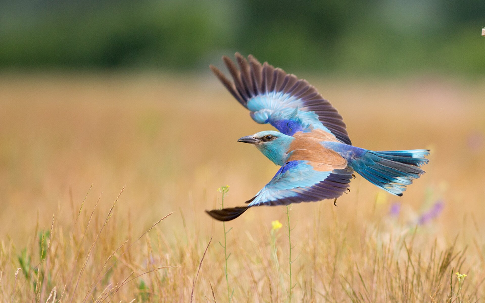 迷雾中的奇兵,久保建英意外爆发,爱尔兰爆冷击沉尼日利亚超级雄鹰