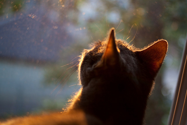 角斗场68分钟,当阿圭罗的射门击穿维京盾墙
