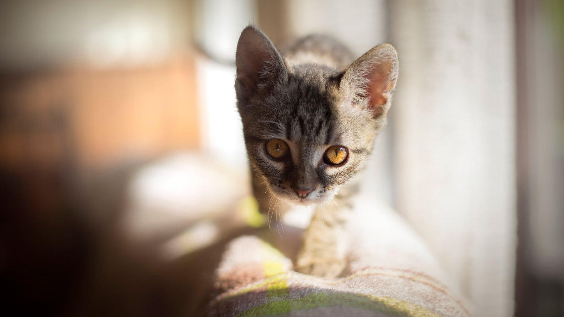 当迪巴拉穿上沙漠之袍，一个镜像世界里，他如何用魔法击破北欧铁壁