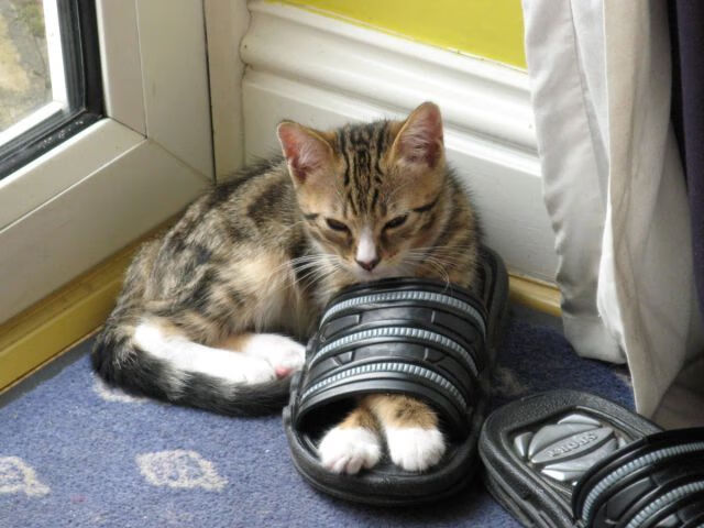 当库里在世界杯决赛夜下起三分雨，人类只为可能性而战