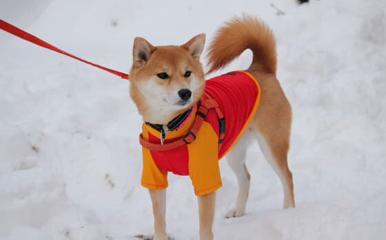 76人防线遭骑士格林彻底撕裂,无解表现引联盟震动
