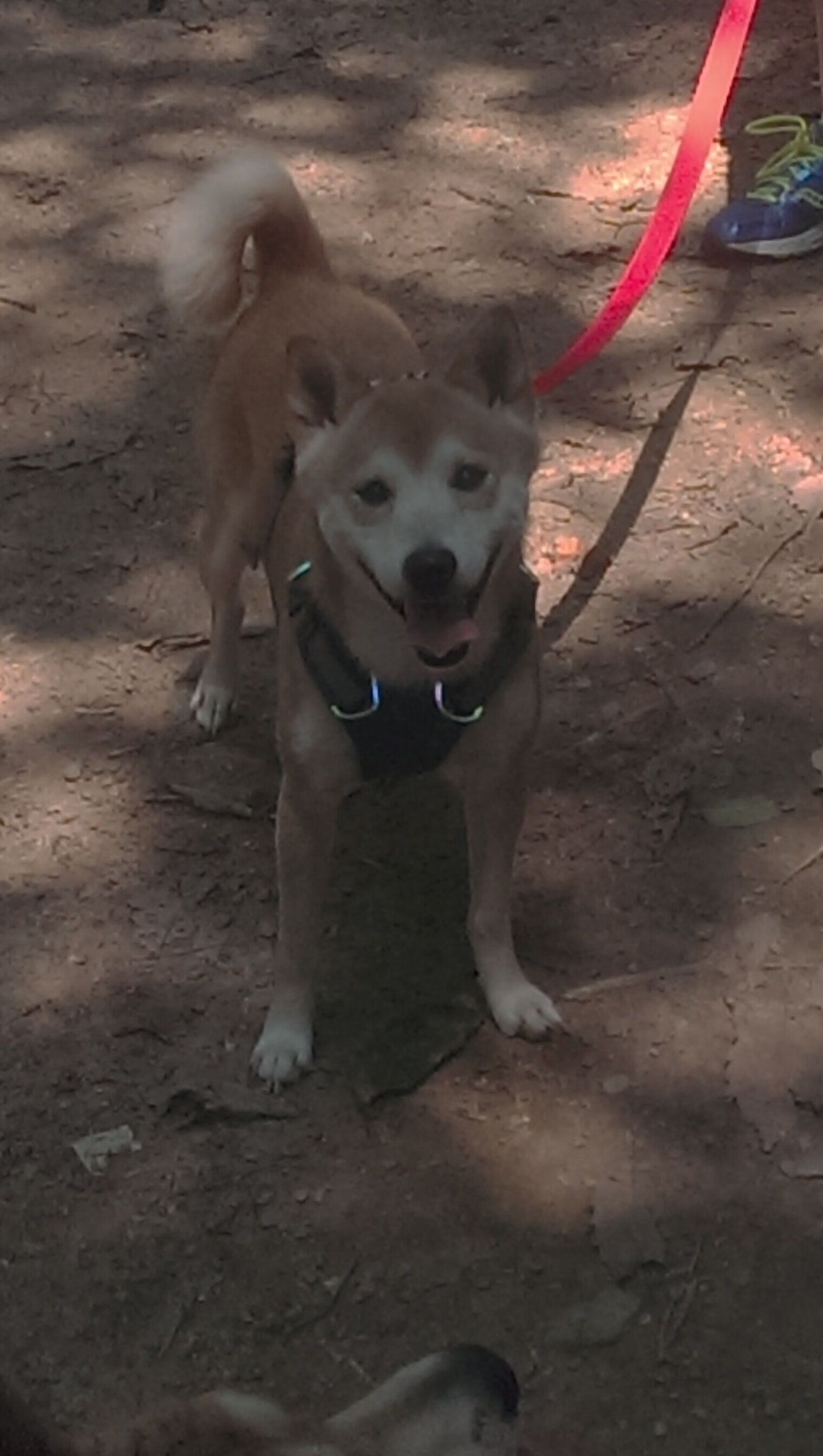 鏖战改写命运，英格拉姆一己之力，上海队争冠胜太阳