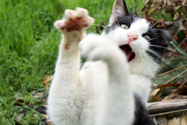 劳塔罗,关键先生一锤定音!塞维利亚非典型西班牙火力全面压制瑞士