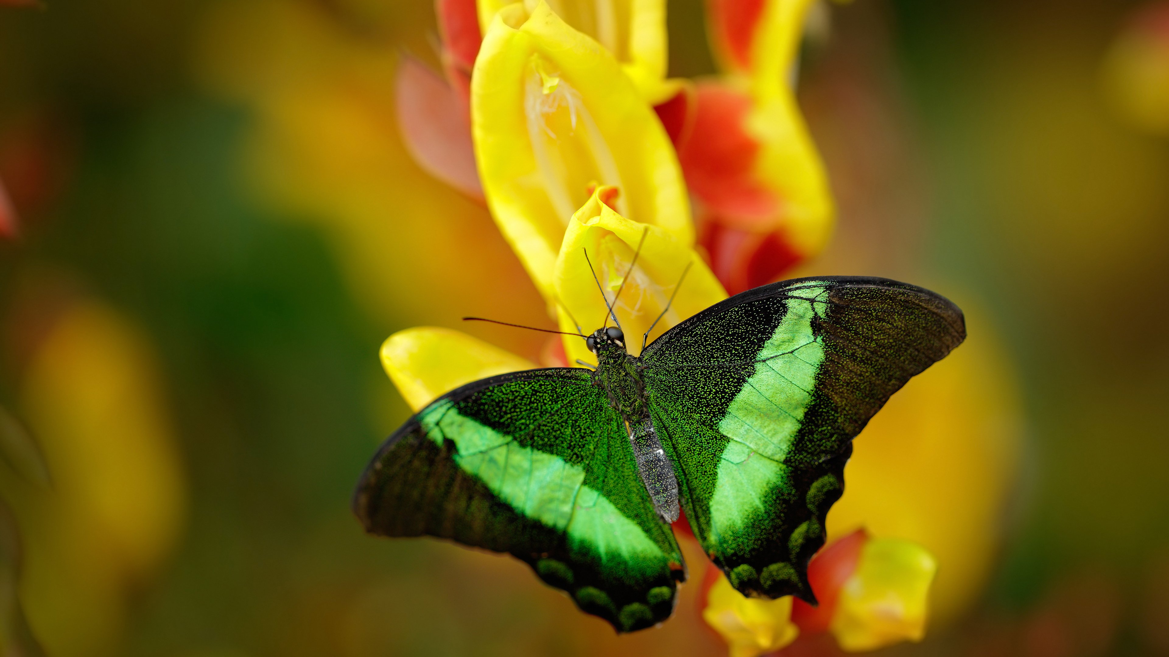 唯一性源代码,今夜,皮克是大场面先生的绝对参数