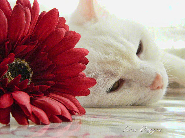 提前交卷的东方球队,当迪马利亚时刻遇见中国式解题