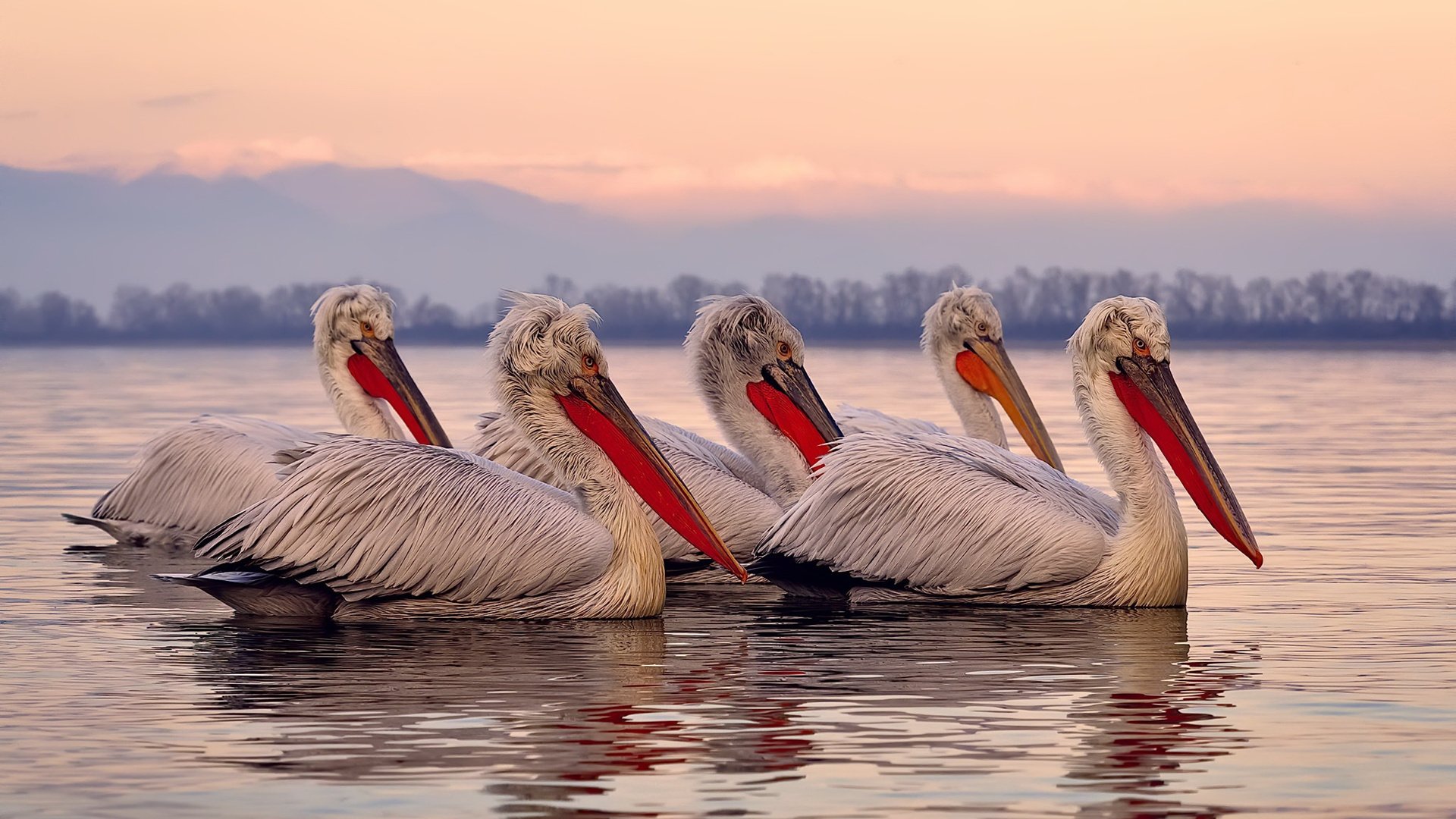 洪都拉斯的铜墙与卢卡库的咆哮,一场平行时空的国家德比接管事件
