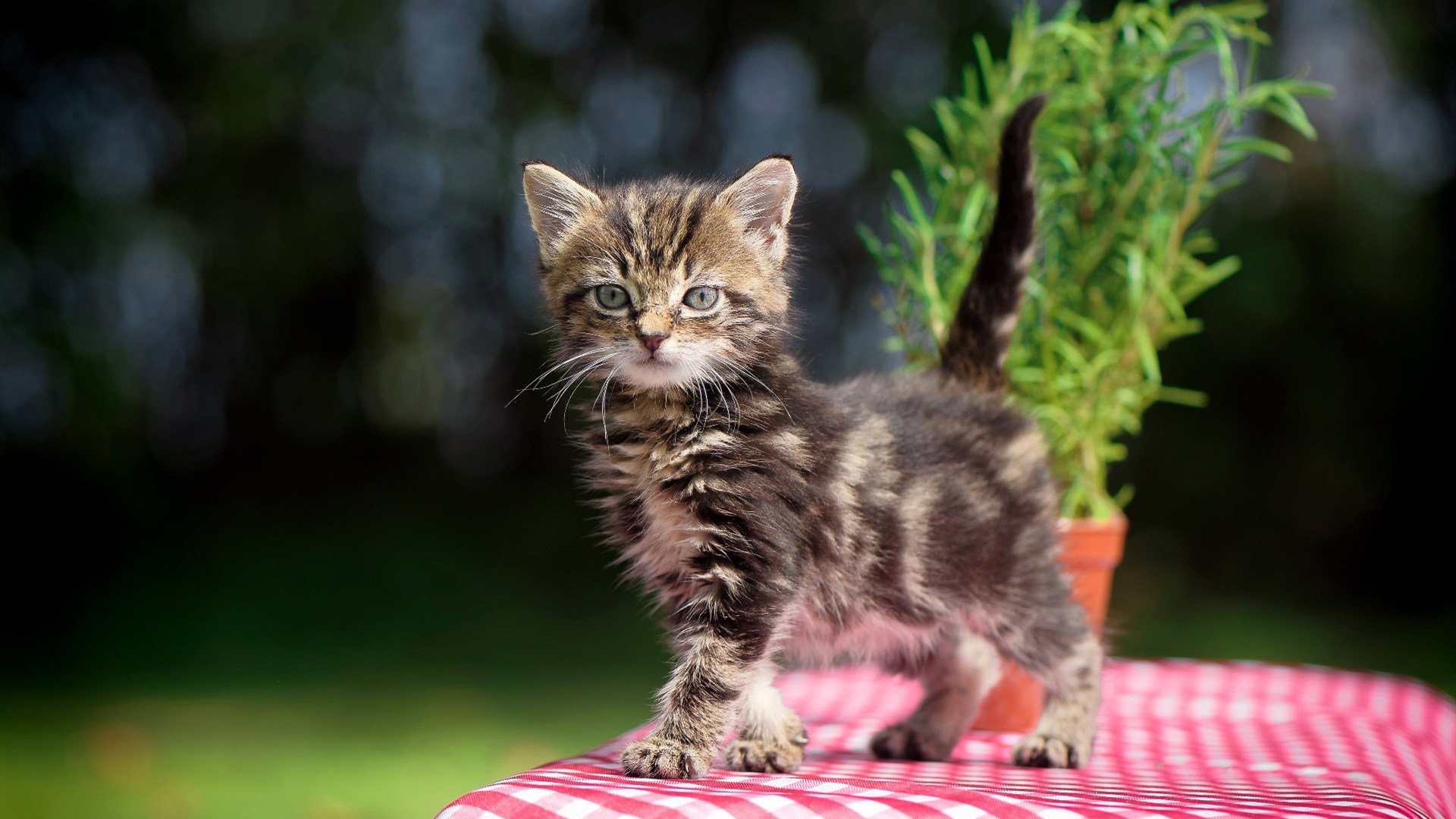 橙色风暴与钢铁意志,布雷默欧冠摧垮尤文,德甲争冠战一剑封喉