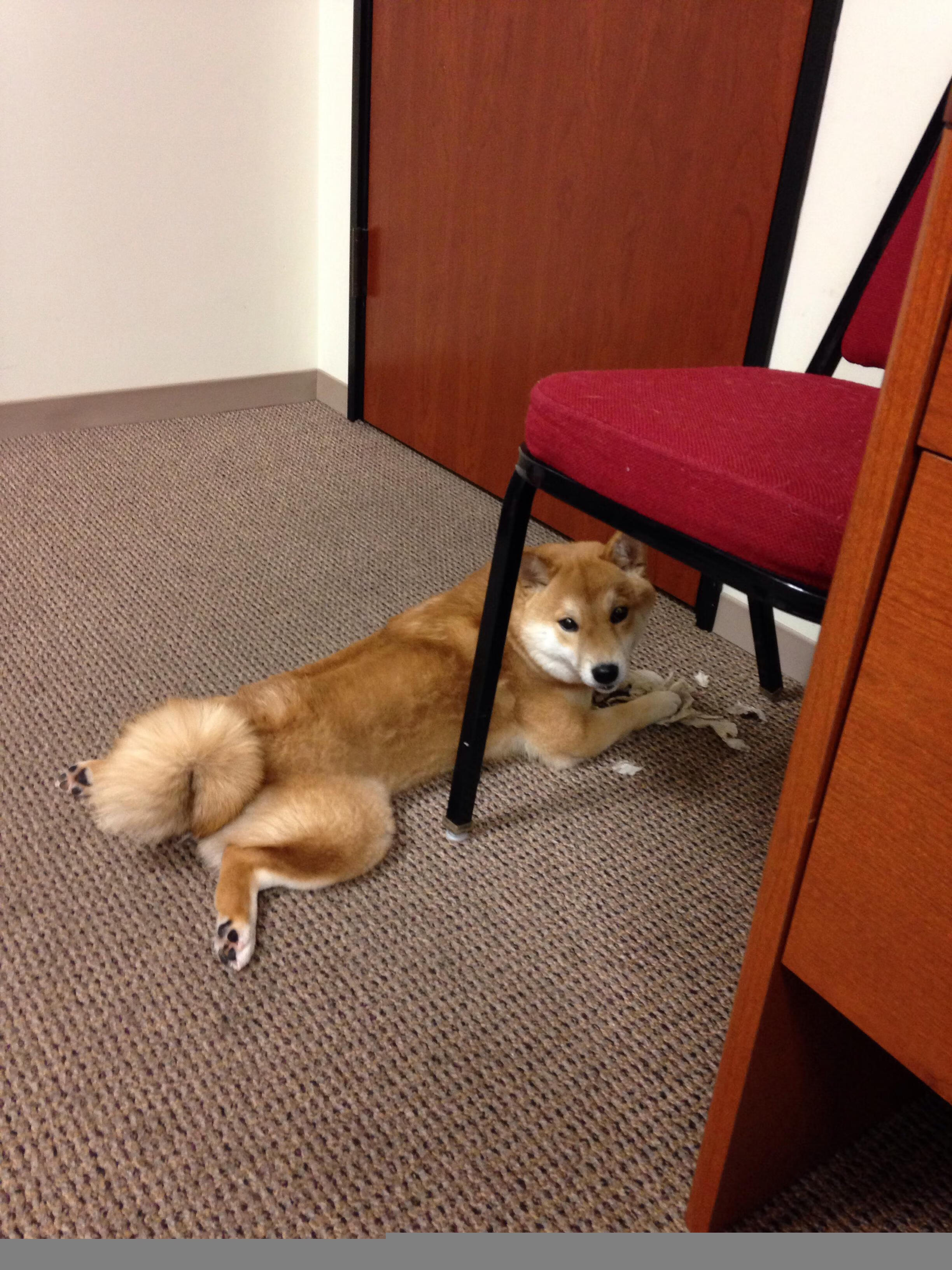 时空临界之战,当紫金军团遇上辽篮,保罗的永恒杀伤力