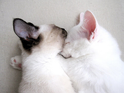 金玟哉隔空导演南半球对决,哥伦比亚血拼澳大利亚背后的亚洲密码