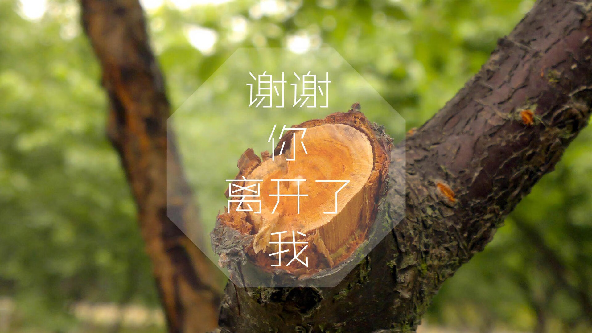 日耳曼战车碾压北非之狐,2026世界杯G组焦点战,德国用B费导演的防守反击剧本,血洗突尼斯创造历史